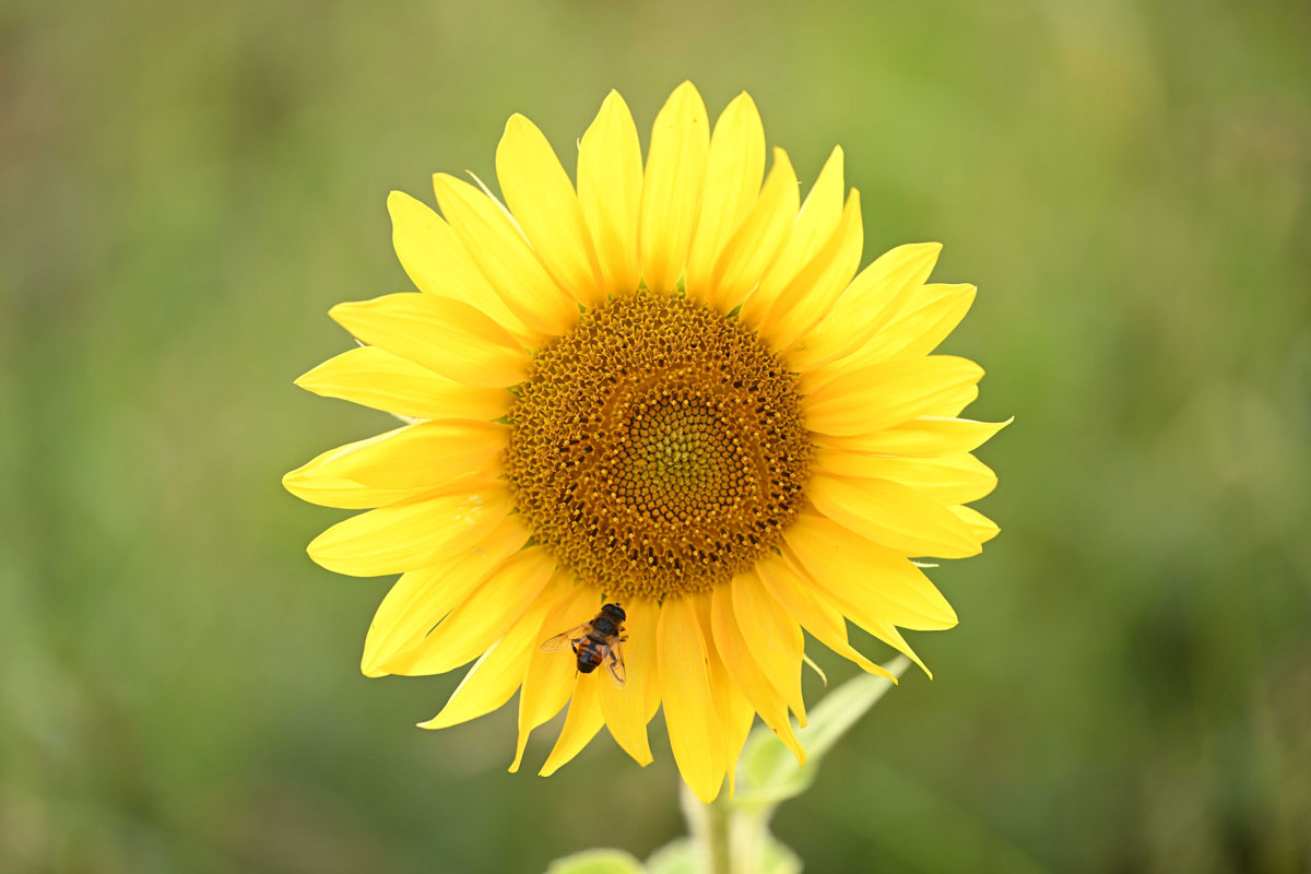 Sonnenblume mit Besucher