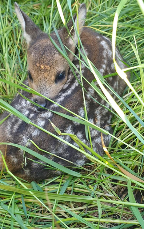 Wildtierrettung Wilde Herzen e.V. Ammerland