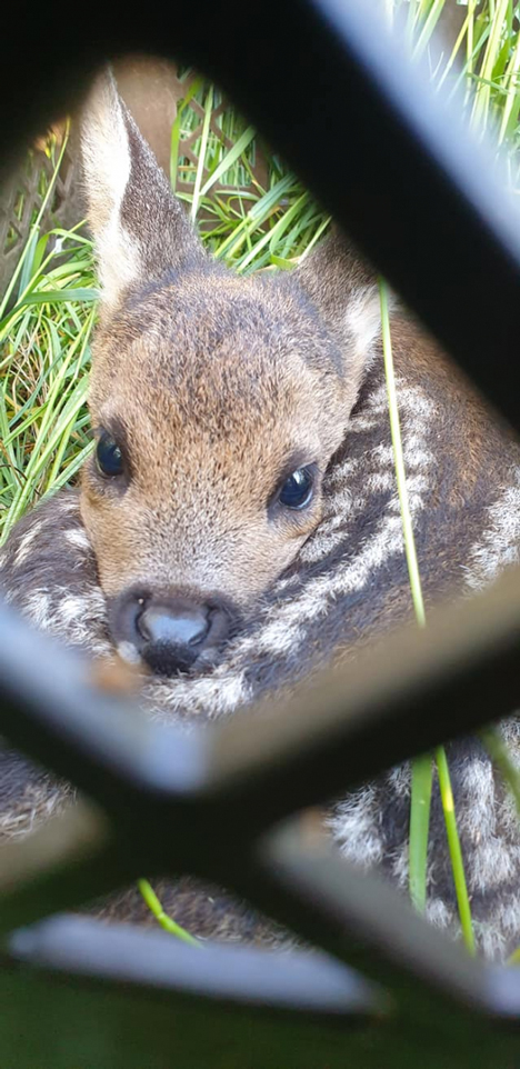 Wildtierrettung Wilde Herzen e.V. Ammerland